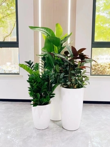 前湾花木租赁价格